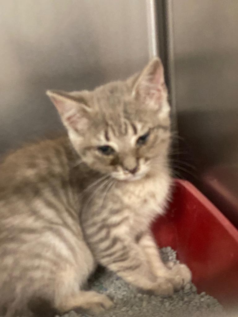Parker, Adoptable, Kitten Male Domestic Short Hair.