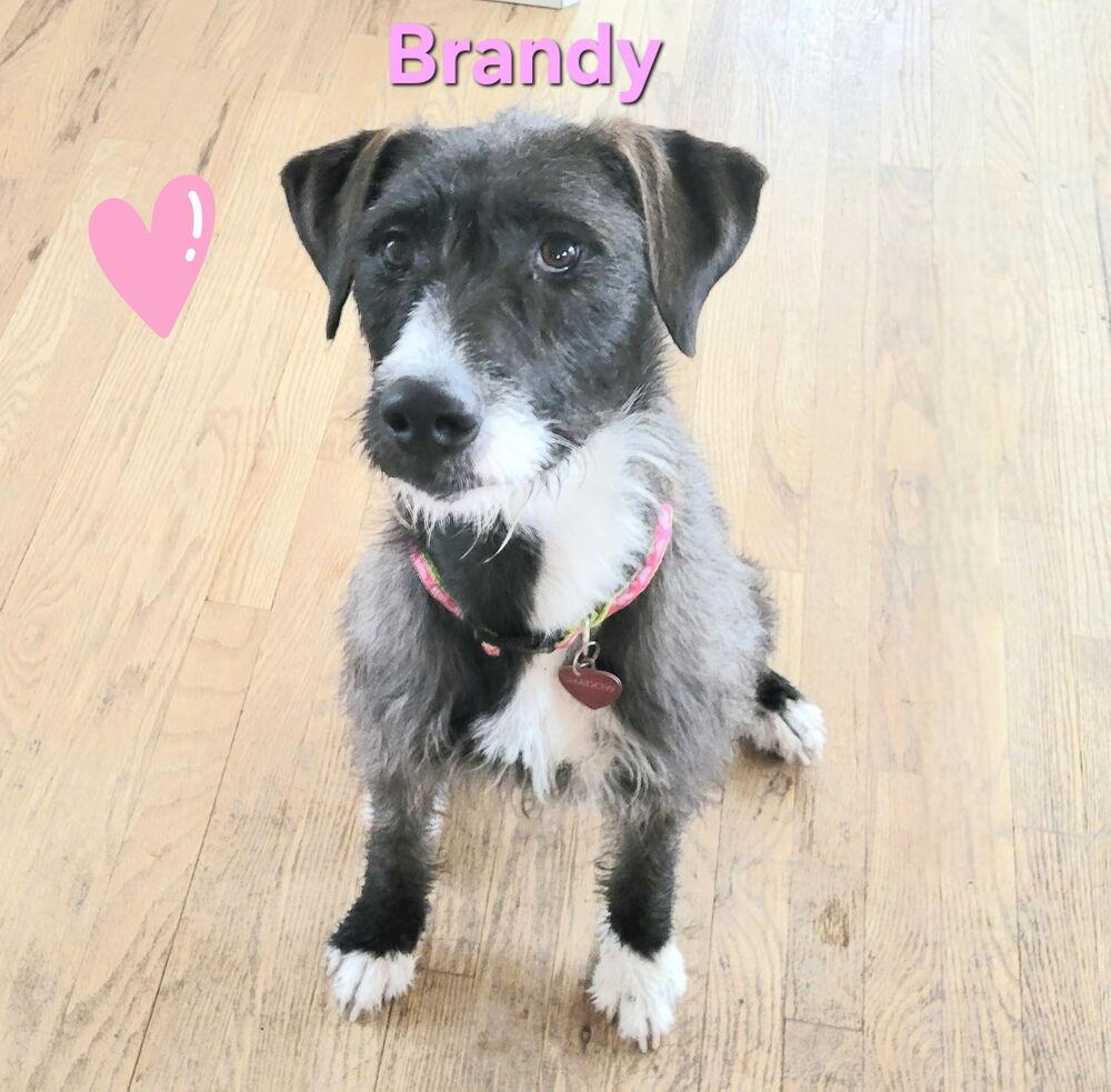 Enlarge Brandy, a Adoptable mixed breed in Aurora, CO image 1/6