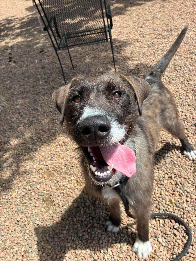 Enlarge Brandy, a Adoptable mixed breed in Aurora, CO image 2/6