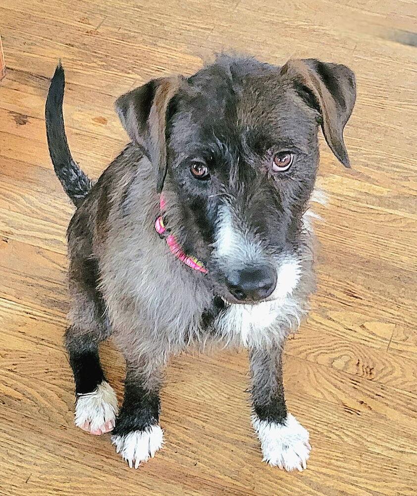 Enlarge Brandy, a Adoptable mixed breed in Aurora, CO image 3/6