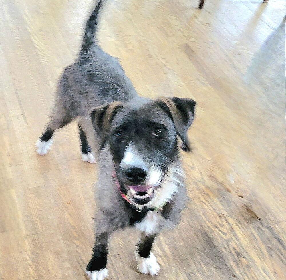 Enlarge Brandy, a Adoptable mixed breed in Aurora, CO image 4/6