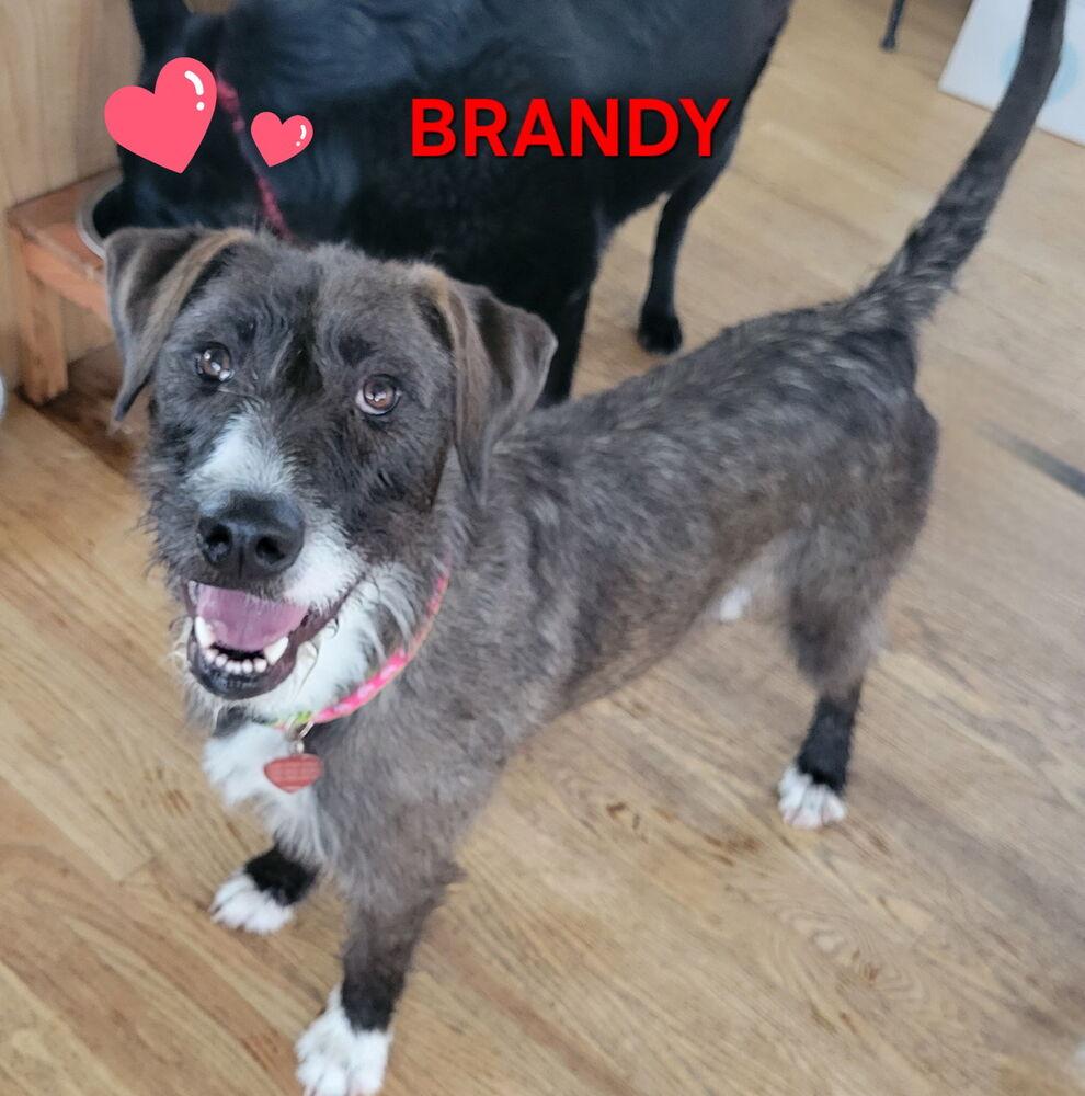 Enlarge Brandy, a Adoptable mixed breed in Aurora, CO image 5/6