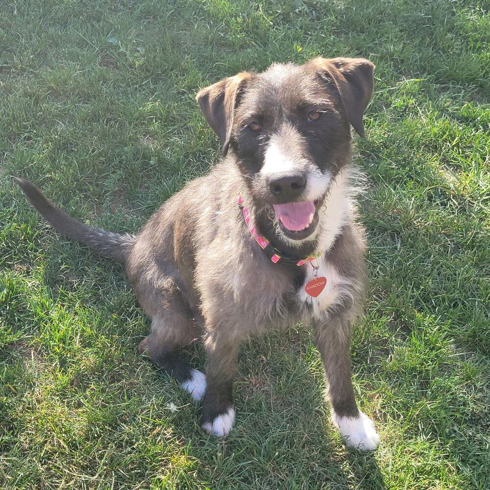Enlarge Brandy, a Adoptable mixed breed in Aurora, CO image 6/6