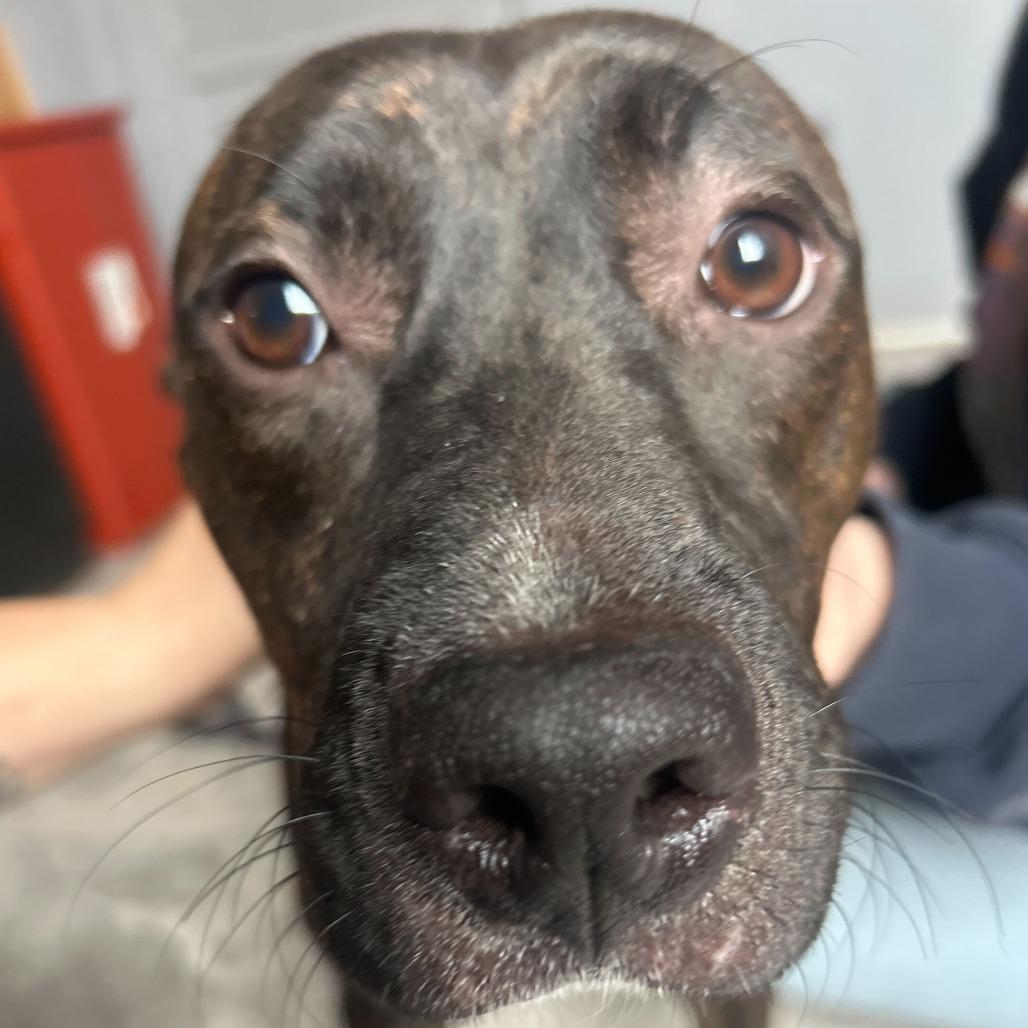 Enlarge Humbug, a Adoptable Mixed Breed in Oak Hill, WV image 1/1