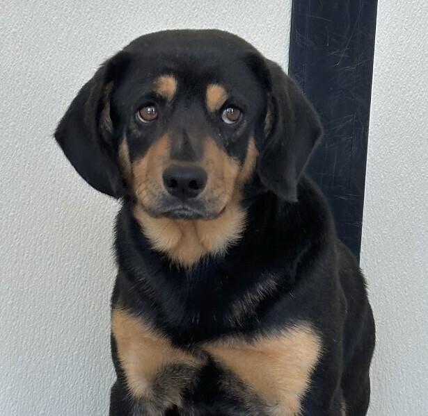 Dexter, Adopted, Young Male Beagle & Labrador Retriever.