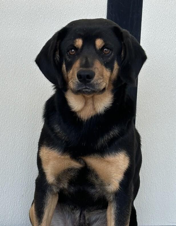 Enlarge Dexter, a Adopted mixed breed in Washington, DC image 2/2