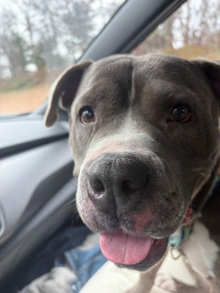 Enlarge Bonnie, a Adoptable American Staffordshire Terrier in Sayreville, NJ image 1/1