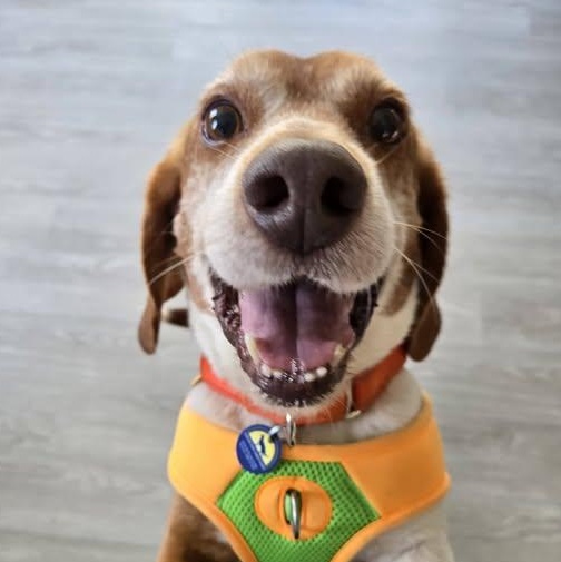 Enlarge Chester, an adoptable Beagle in Severn, MD image 1/4