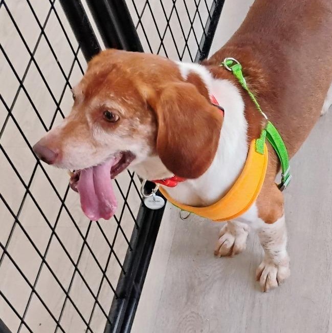Enlarge Chester, an adoptable Beagle in Severn, MD image 2/4