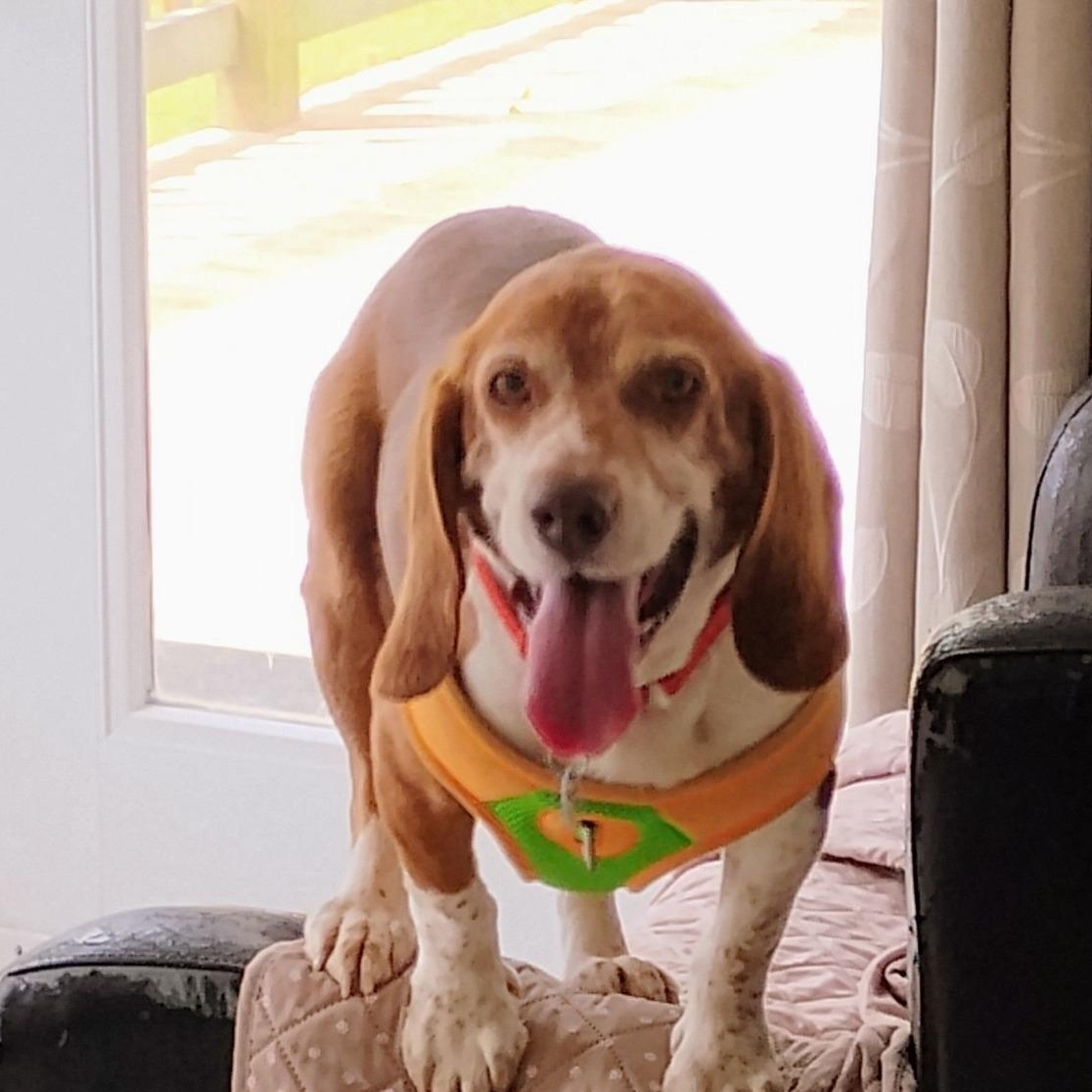 Enlarge Chester, an adoptable Beagle in Severn, MD image 3/4
