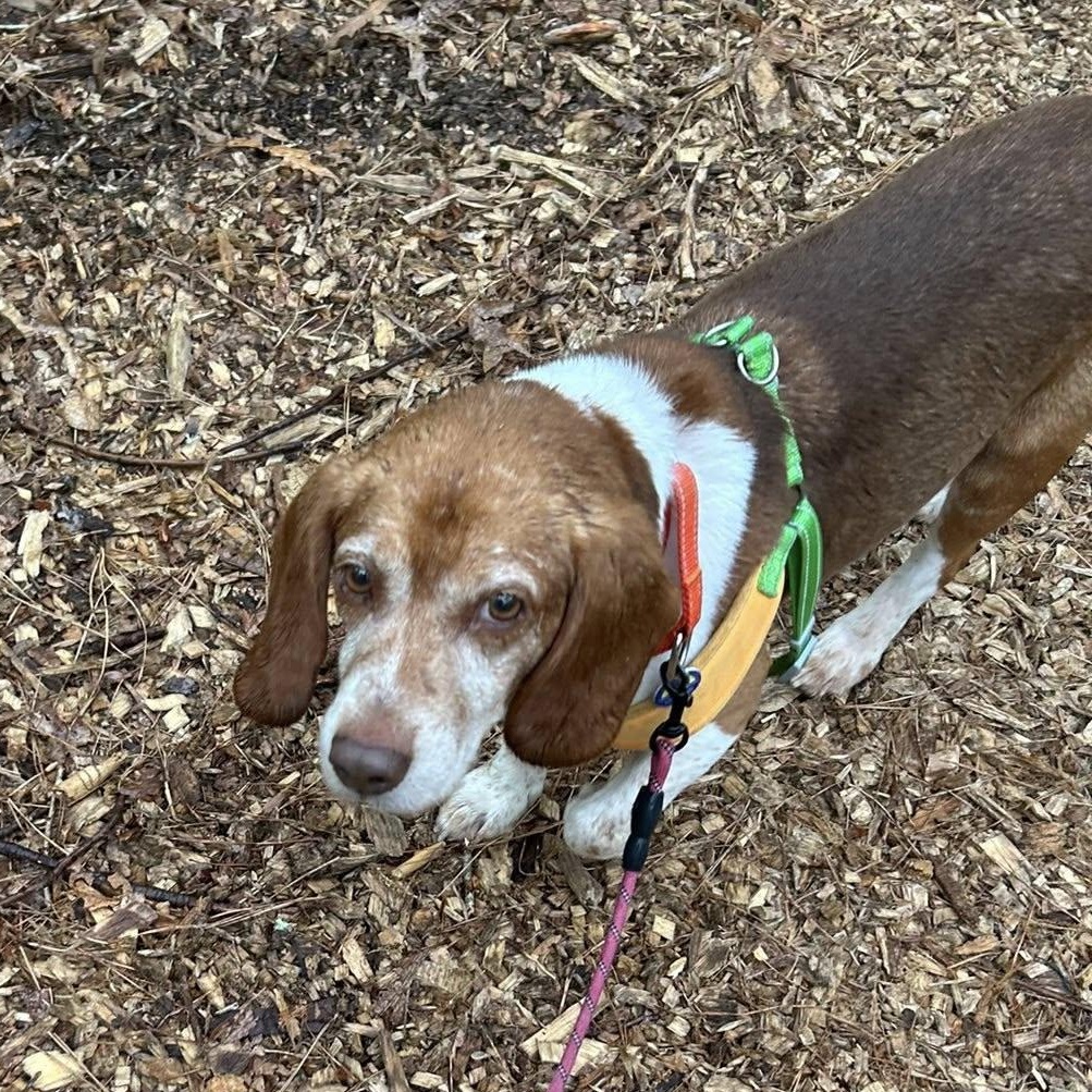 Enlarge Chester, an adoptable Beagle in Severn, MD image 4/4