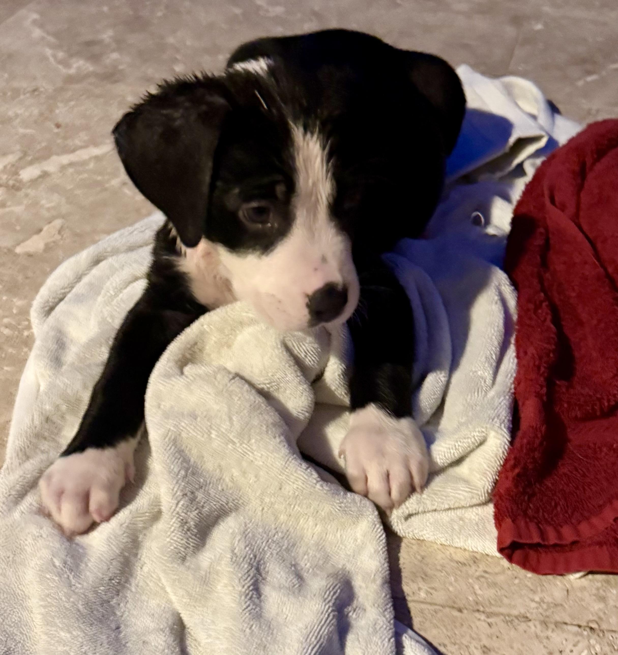Puppy Cream Boy tuxedo, a ADOPTABLE mixed breed in Boca Raton, FL image 4/6
