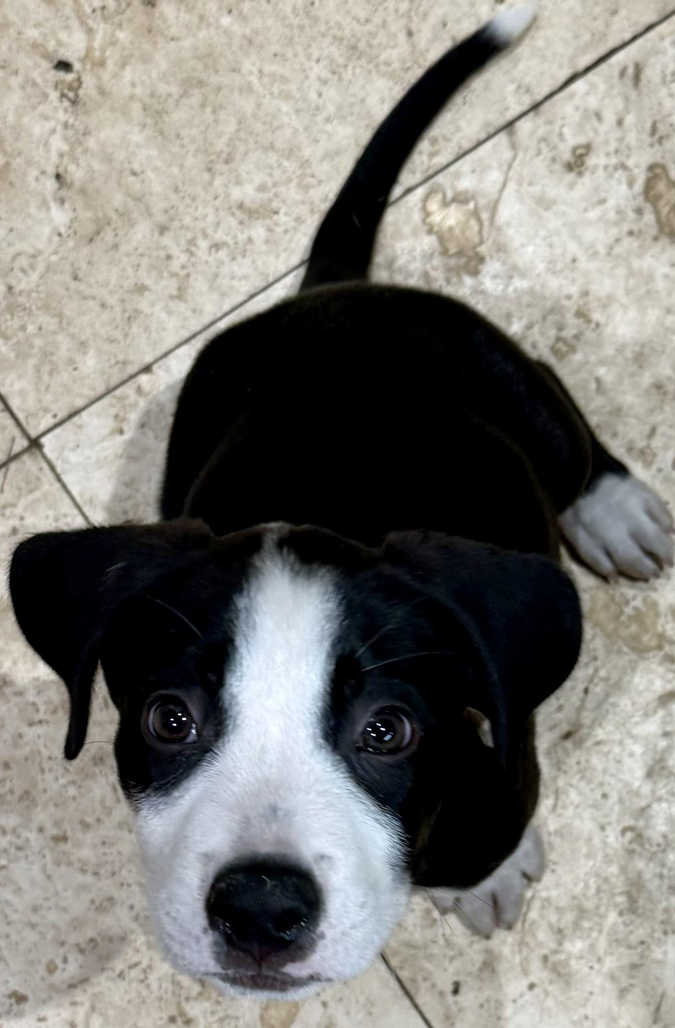 Puppy Cream Boy tuxedo, an adopted mixed breed in Boca Raton, FL image 3/6