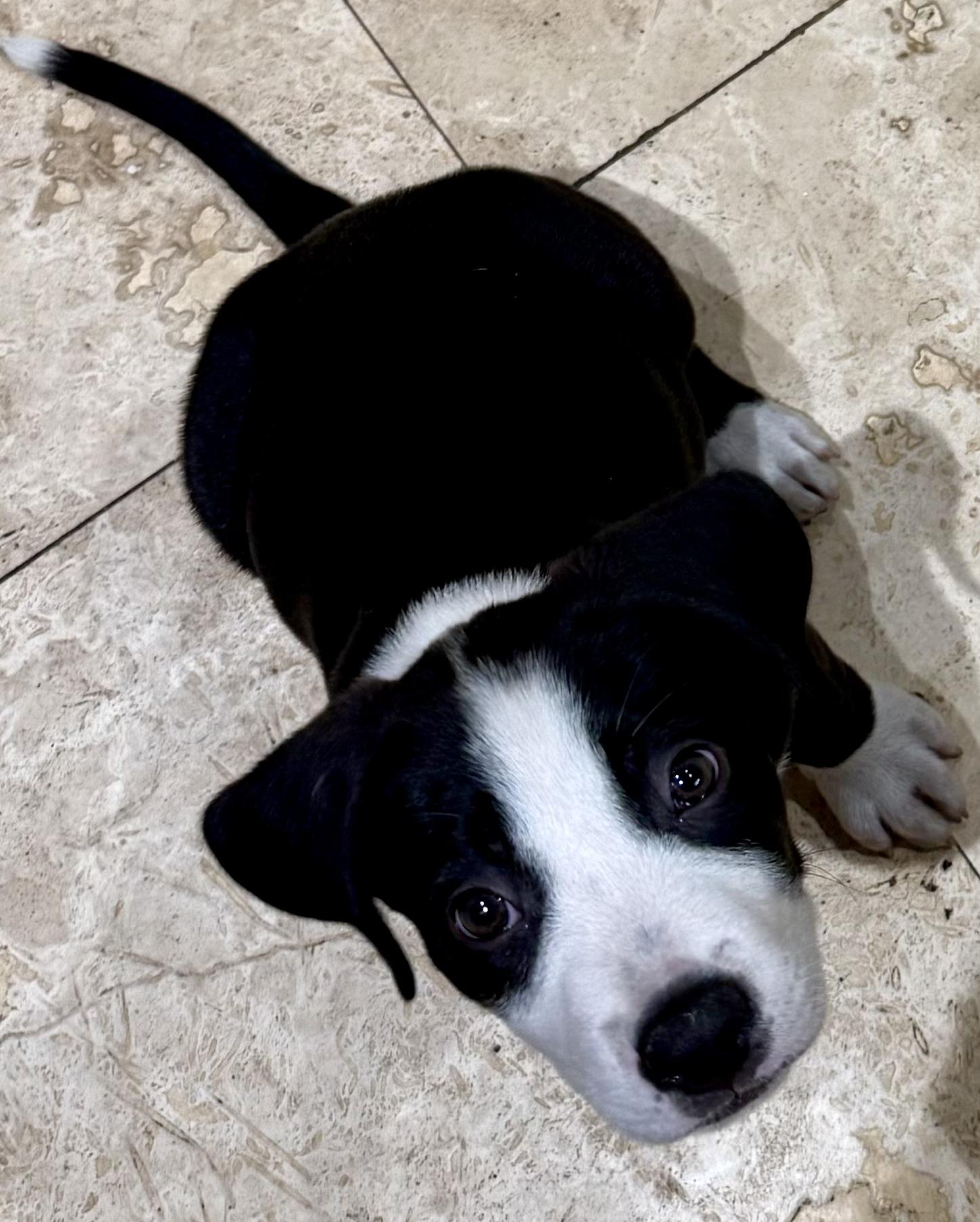 Puppy Cream Boy tuxedo, an adopted mixed breed in Boca Raton, FL image 2/6