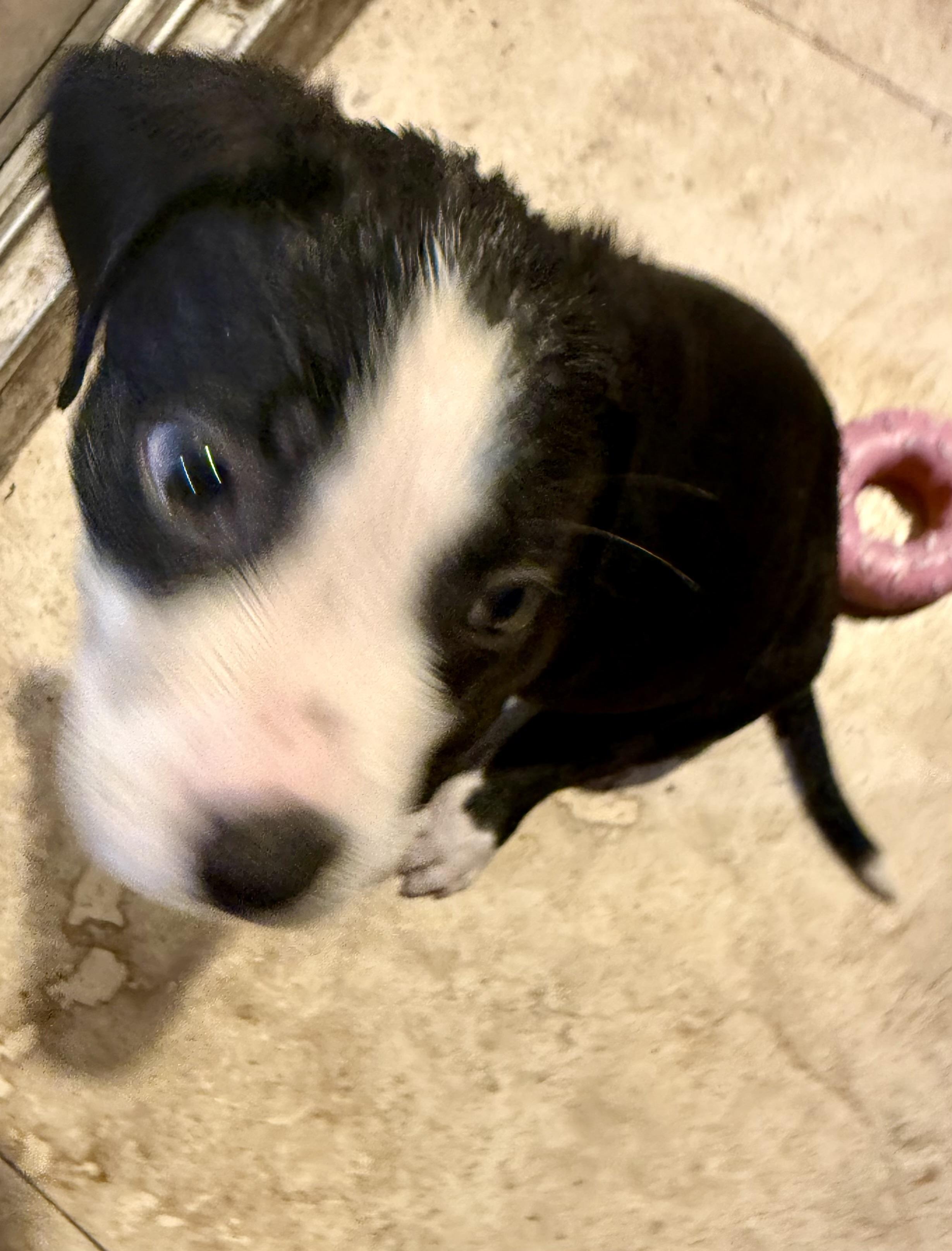 Puppy Cream Boy tuxedo, a ADOPTABLE mixed breed in Boca Raton, FL image 6/6