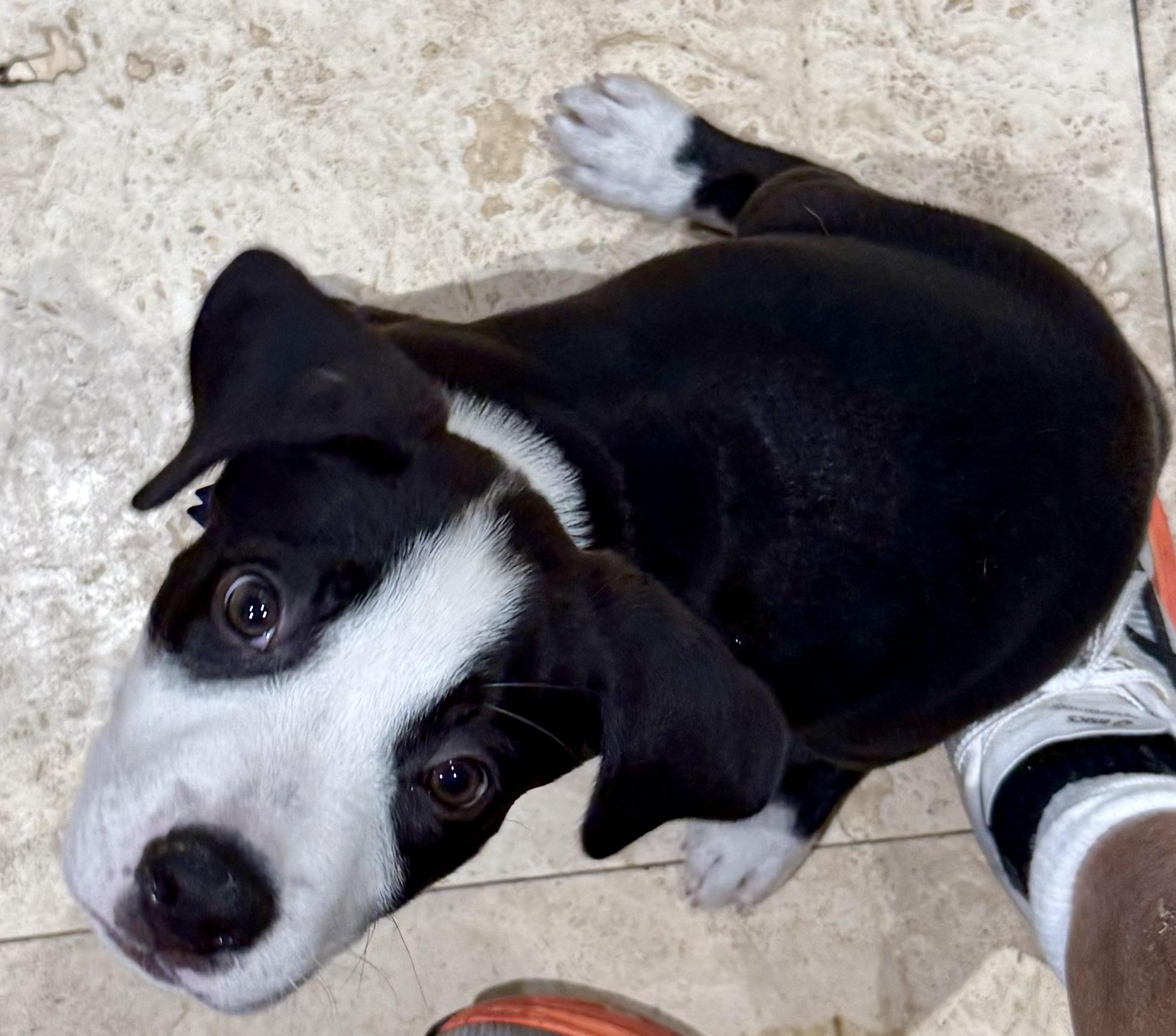 Puppy Cream Boy tuxedo, an adopted mixed breed in Boca Raton, FL image 4/6