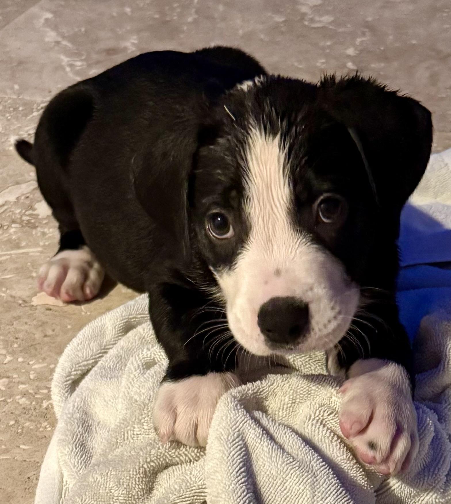 Puppy Cream Boy tuxedo, ADOPTABLE, Puppy Male Labrador Retriever & American Bulldog.