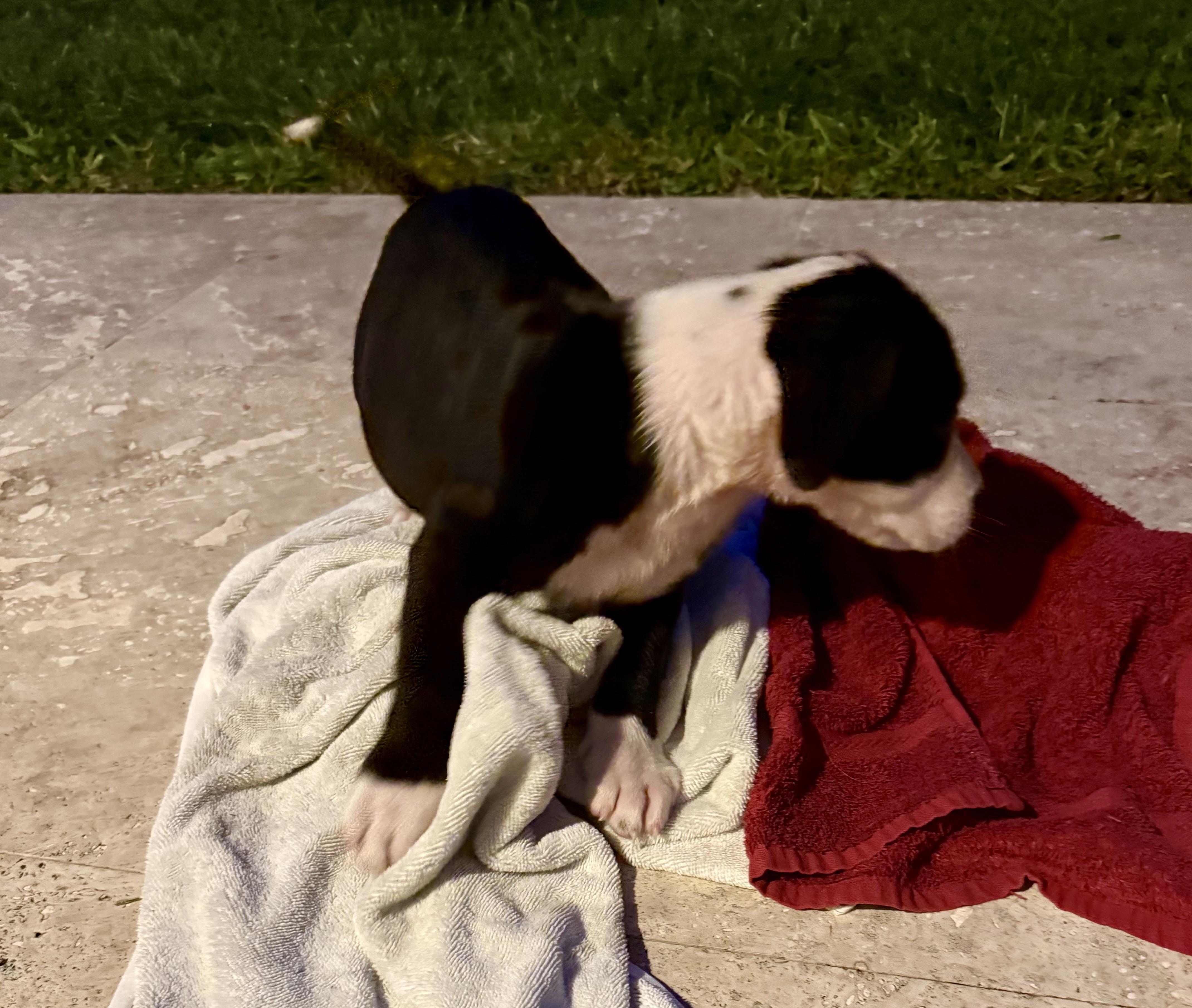 Puppy Cream Boy tuxedo, a ADOPTABLE mixed breed in Boca Raton, FL image 5/6