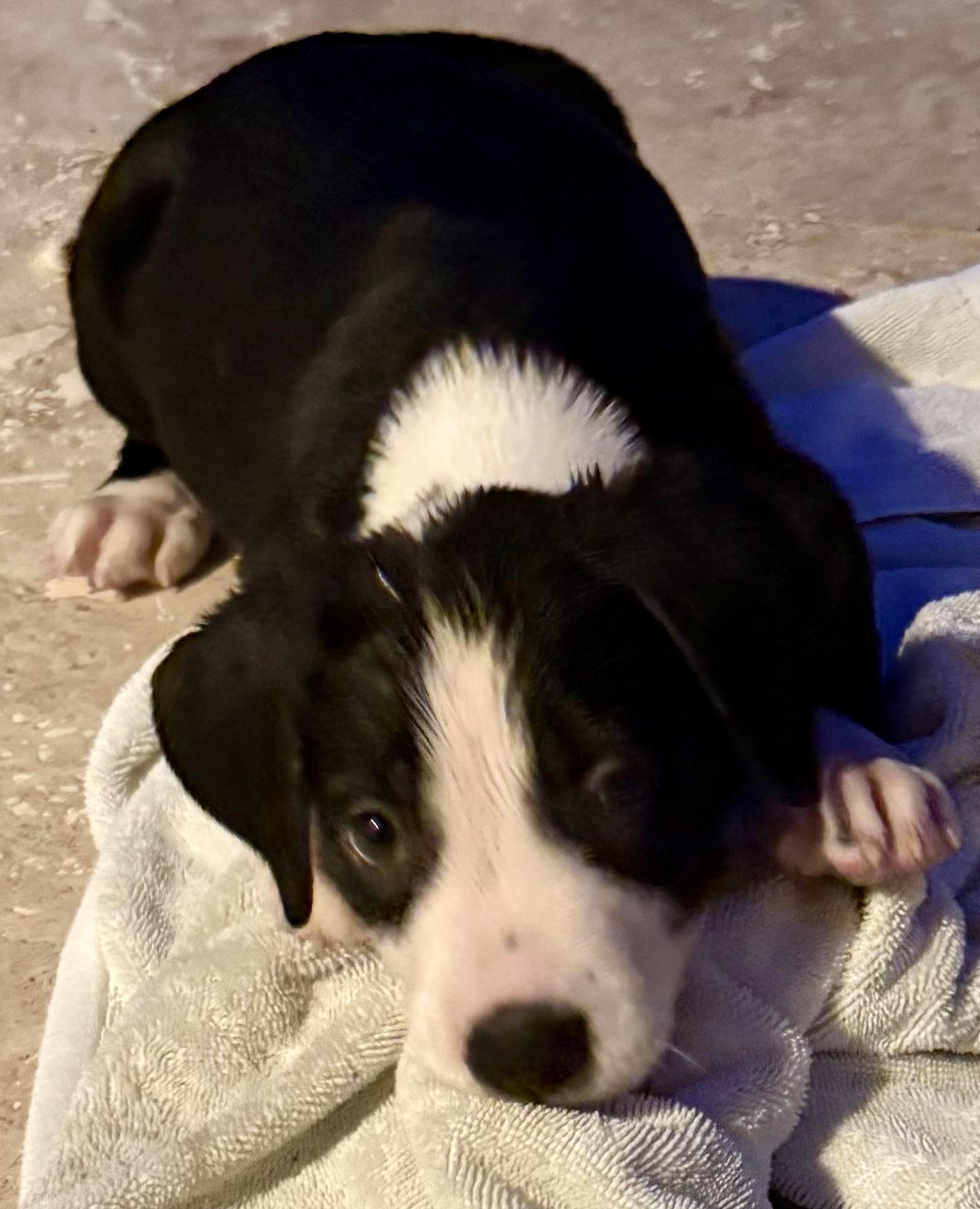 Puppy Cream Boy tuxedo, a ADOPTABLE mixed breed in Boca Raton, FL image 3/6