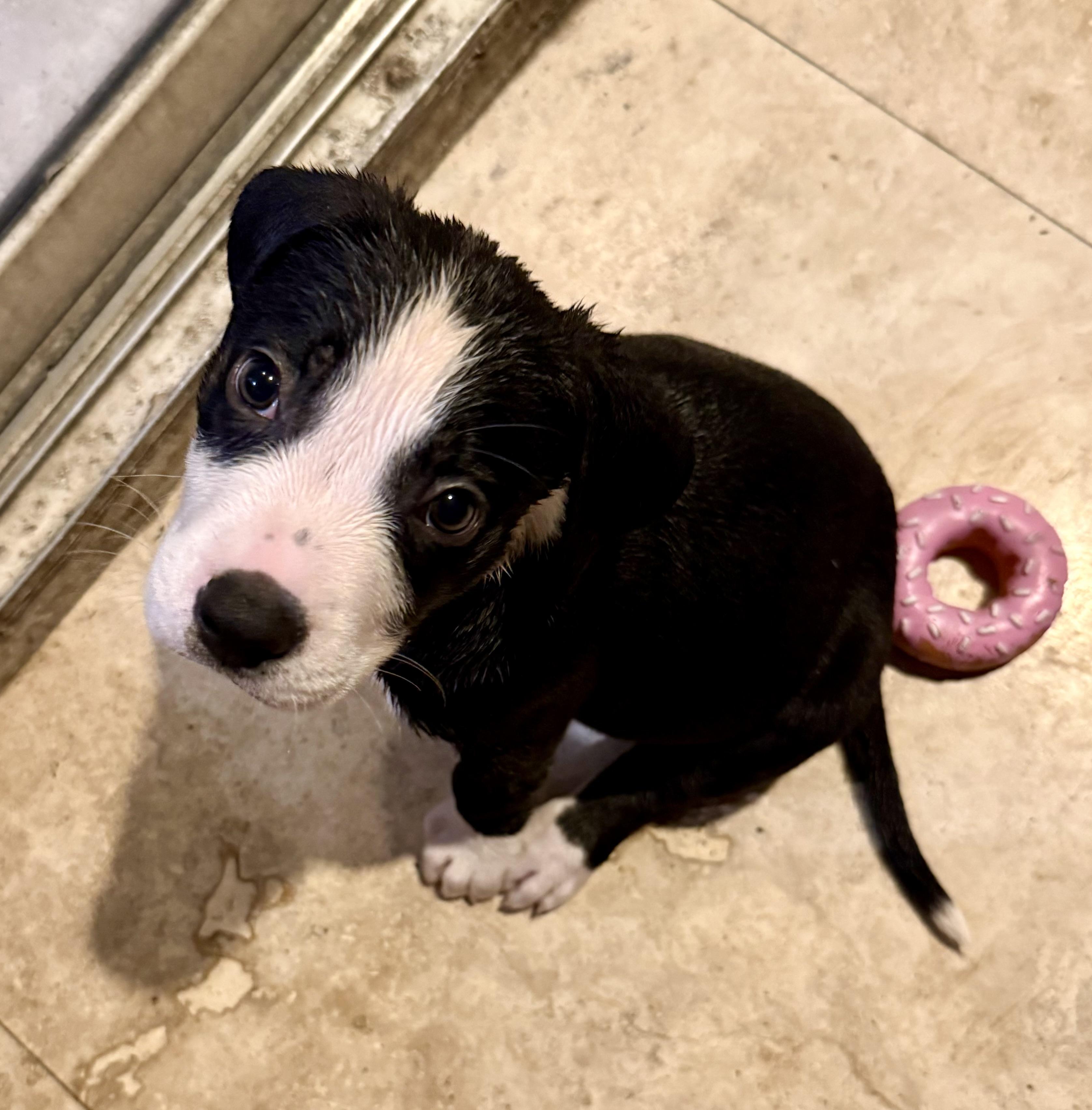Puppy Cream Boy tuxedo, a ADOPTABLE mixed breed in Boca Raton, FL image 2/6