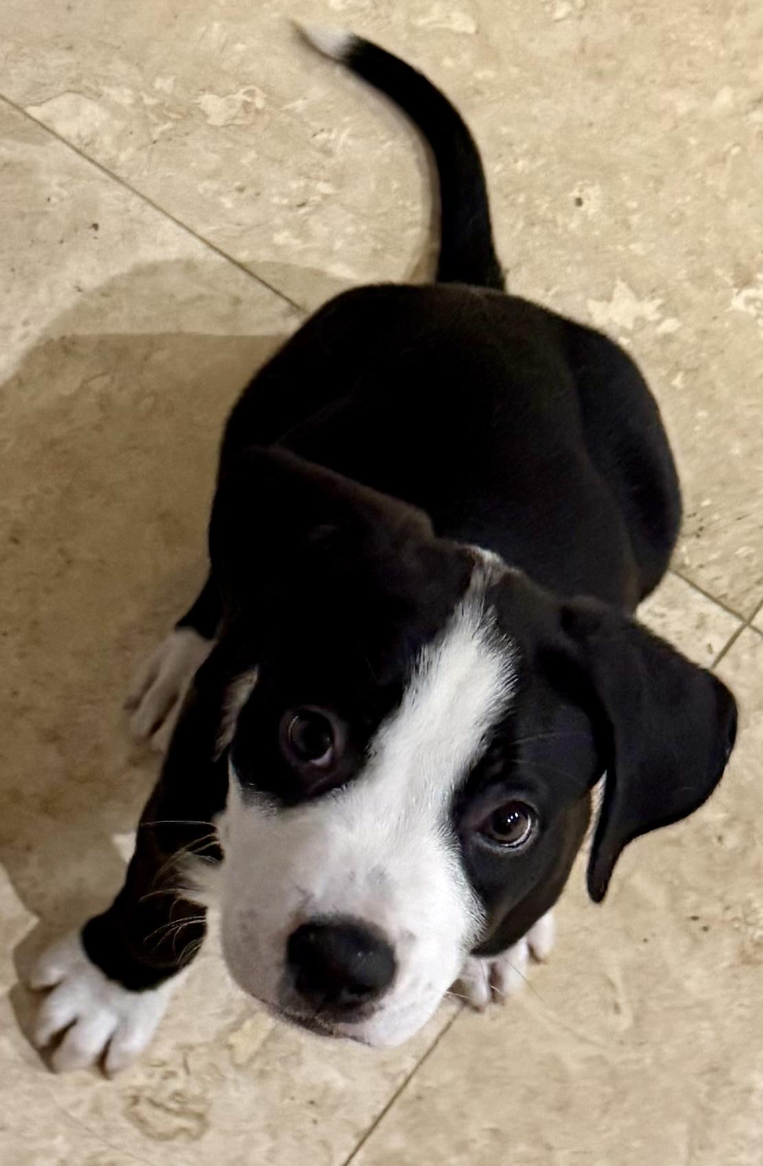 Puppy Cream Boy tuxedo, adopted, Puppy Male Labrador Retriever & American Bulldog.