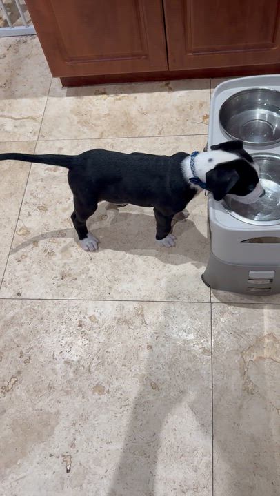 Enlarge Puppy Cream Boy tuxedo, an adopted mixed breed in Boca Raton, FL video 5/6