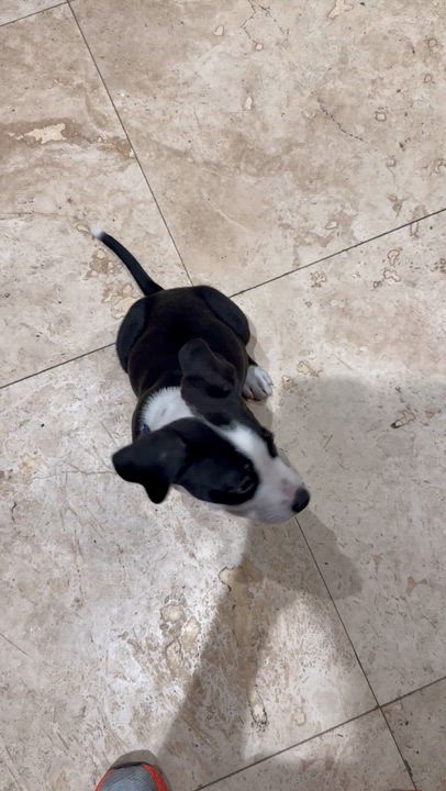 Enlarge Puppy Cream Boy tuxedo, an adopted mixed breed in Boca Raton, FL video 6/6