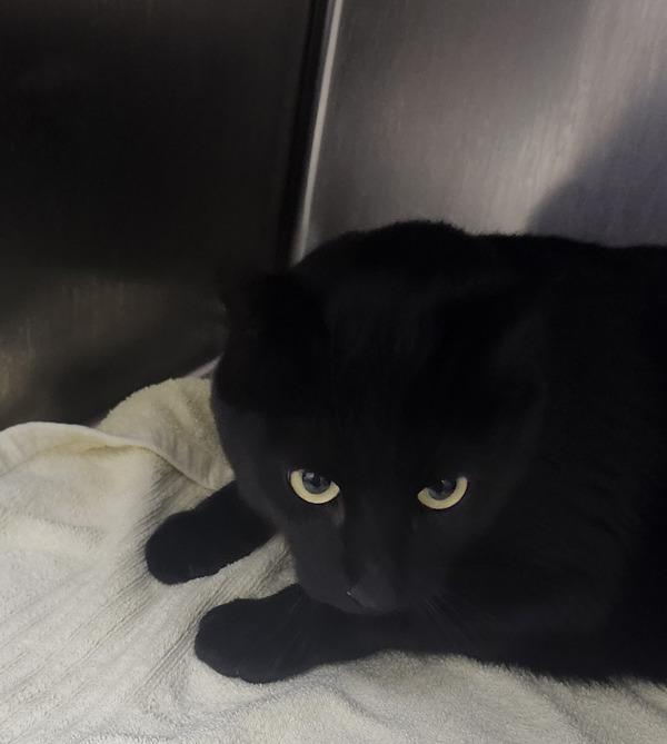 Sumi - Bonded W/ Yami, Adoptable, Adult Male Domestic Short Hair.
