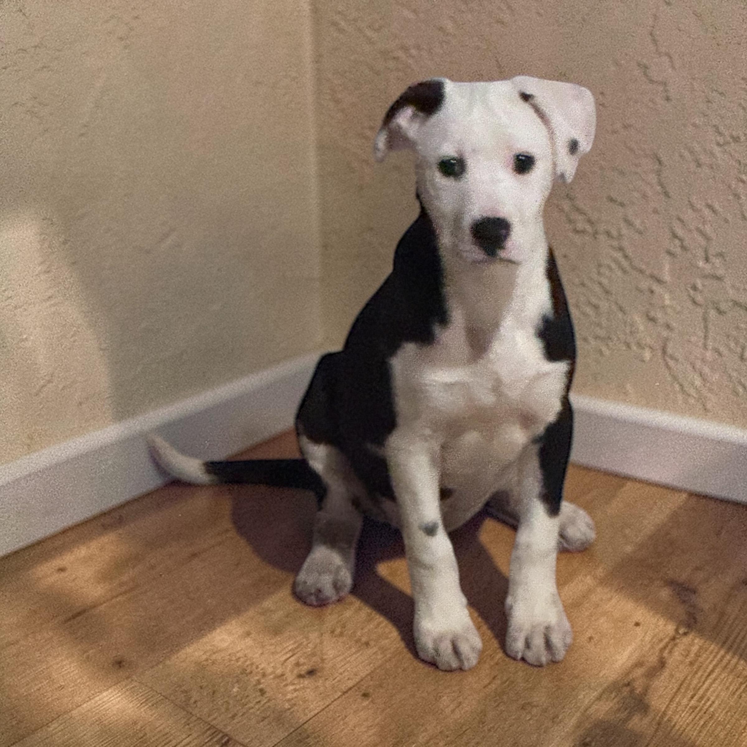 Enlarge Sofia , a ADOPTABLE mixed breed in South Amboy, NJ image 4/5