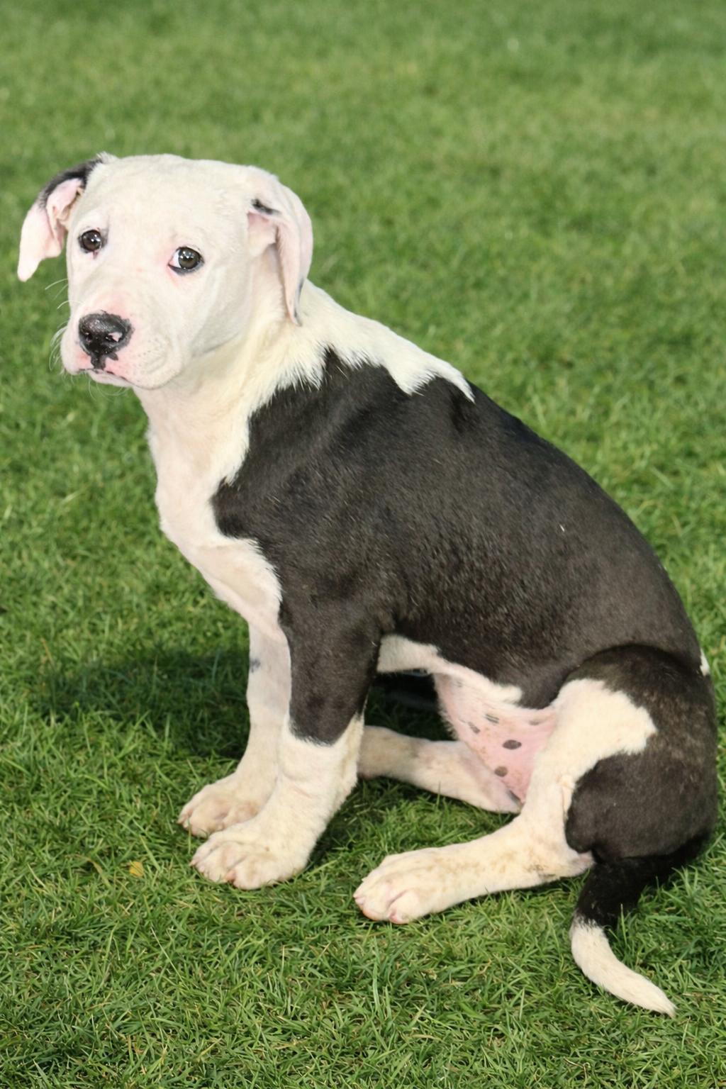 Enlarge Sofia , a ADOPTABLE mixed breed in South Amboy, NJ image 5/5