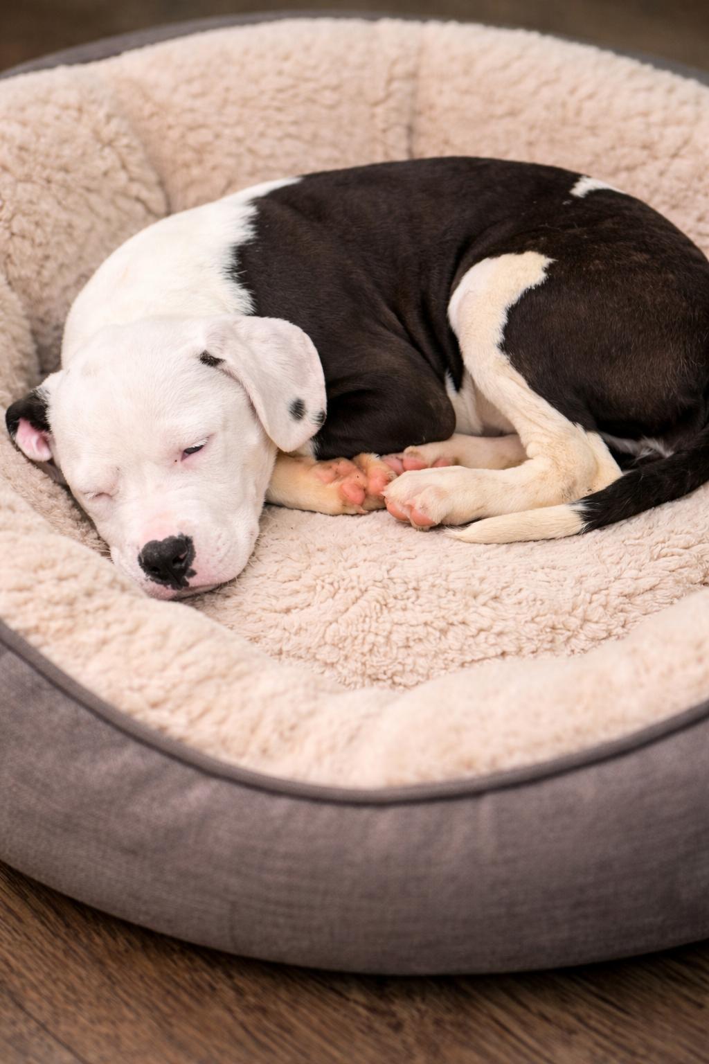 Enlarge Sofia , a ADOPTABLE mixed breed in South Amboy, NJ image 3/5