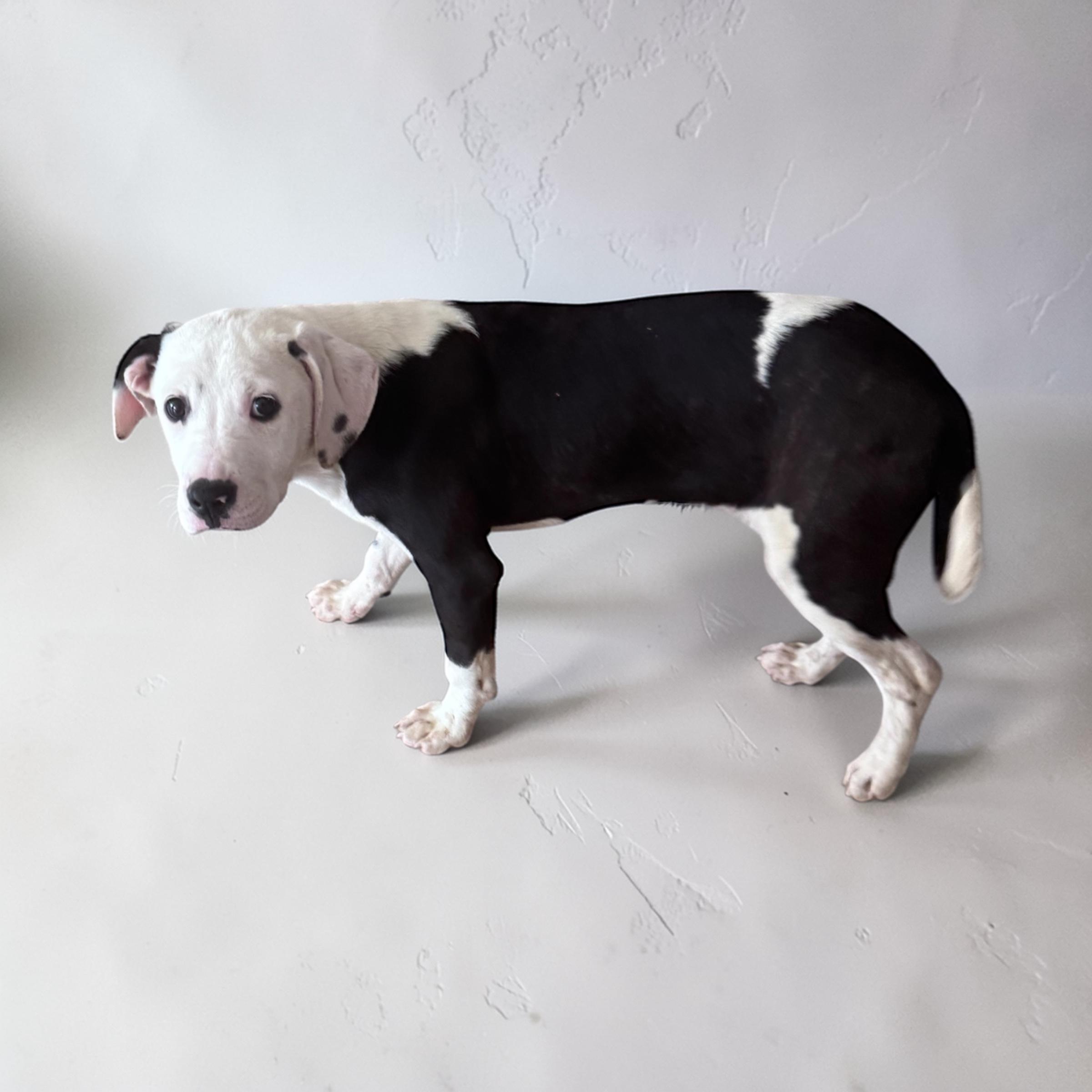Sofia , ADOPTABLE, Puppy Female Pit Bull Terrier.