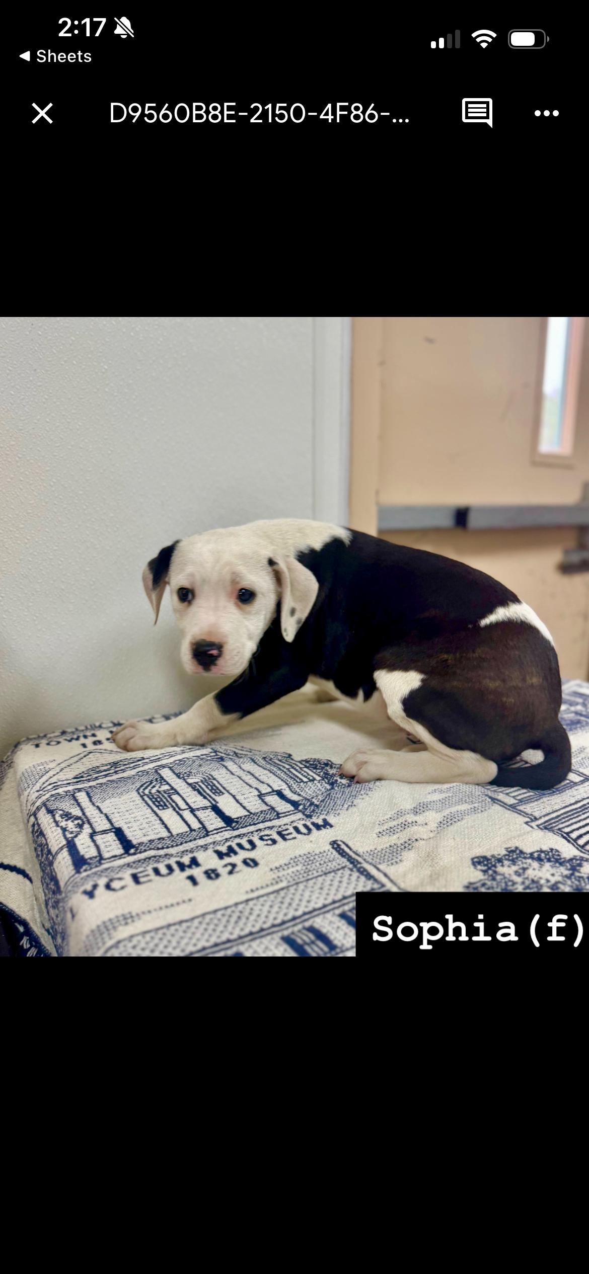 Enlarge Sofia , a ADOPTABLE mixed breed in South Amboy, NJ image 1/1