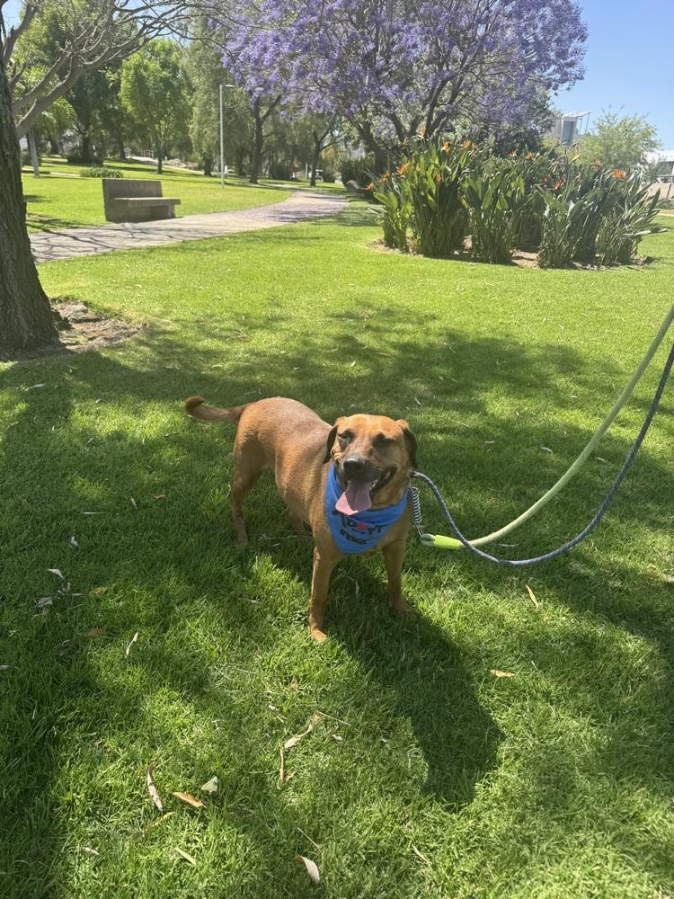 Cinnamon, a Adoptable mixed breed in Gig Harbor, WA image 1/6