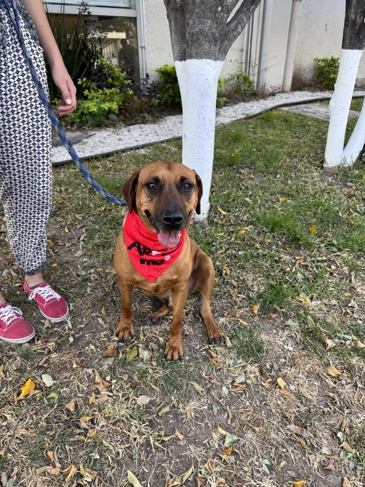 Cinnamon, Adoptable, Young Male Vizsla & Beagle.
