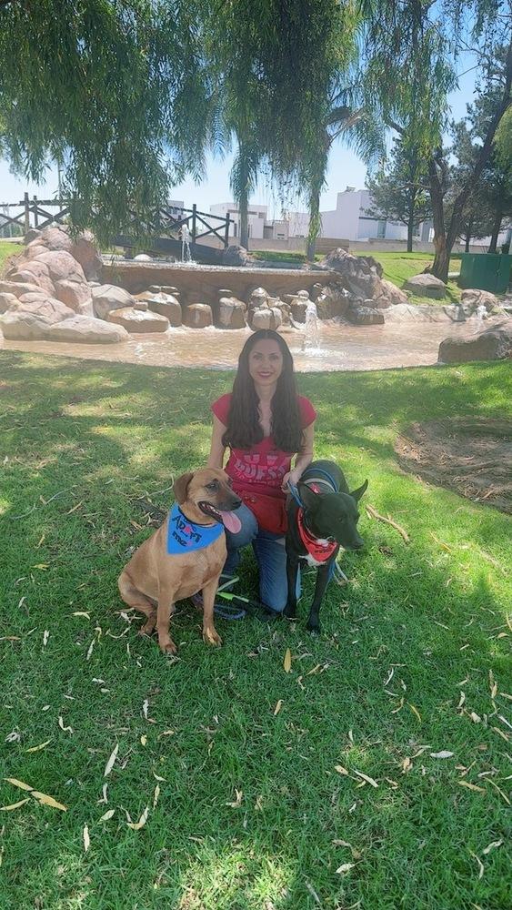 Cinnamon, a Adoptable mixed breed in Gig Harbor, WA image 2/6