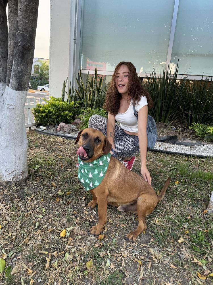 Cinnamon, a Adoptable mixed breed in Gig Harbor, WA image 2/6