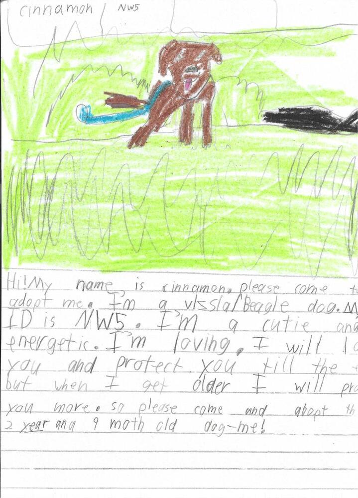 Cinnamon, a Adoptable mixed breed in Gig Harbor, WA image 3/6