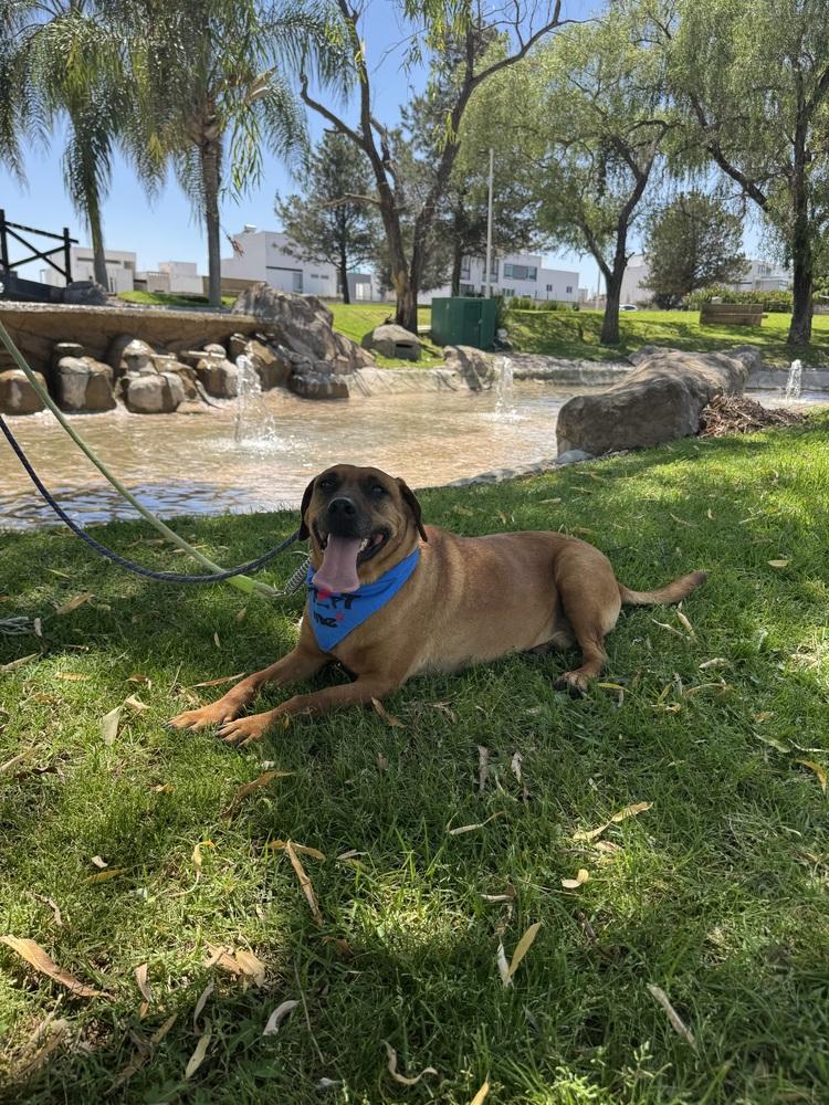 Cinnamon, a Adoptable mixed breed in Gig Harbor, WA image 4/6