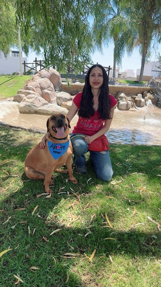 Cinnamon, a Adoptable mixed breed in Gig Harbor, WA image 5/6