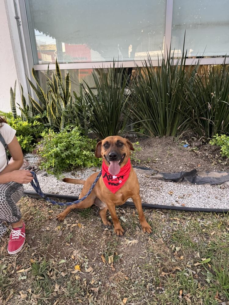 Cinnamon, a Adoptable mixed breed in Gig Harbor, WA image 5/6