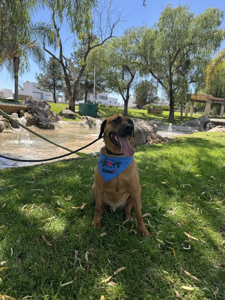 Cinnamon, a Adoptable mixed breed in Gig Harbor, WA image 6/6