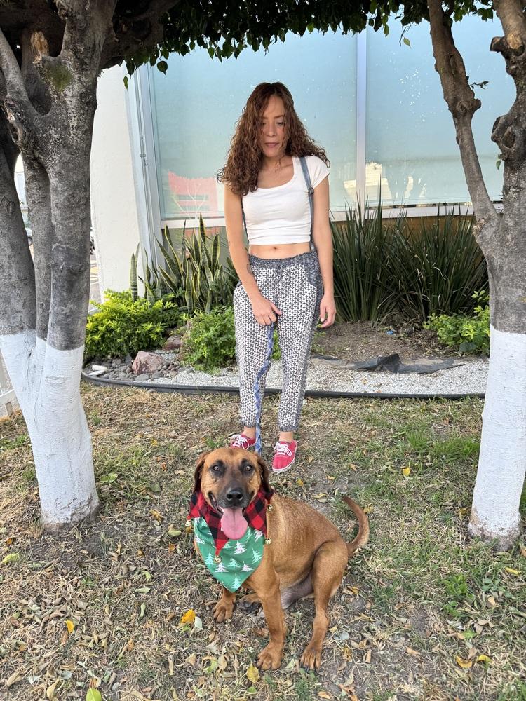 Cinnamon, a Adoptable mixed breed in Gig Harbor, WA image 6/6