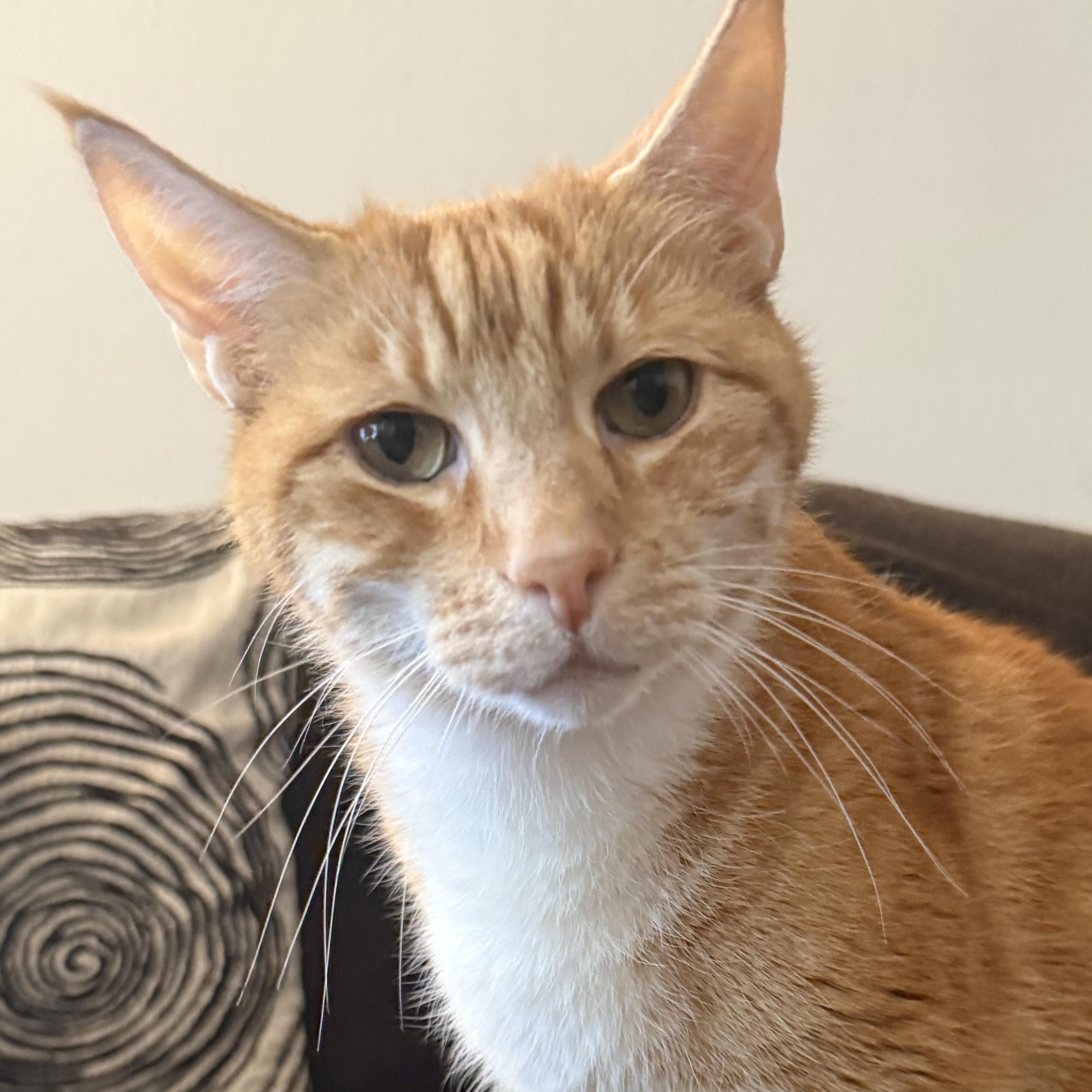 Orion, Adoptable, Senior Male Domestic Short Hair.