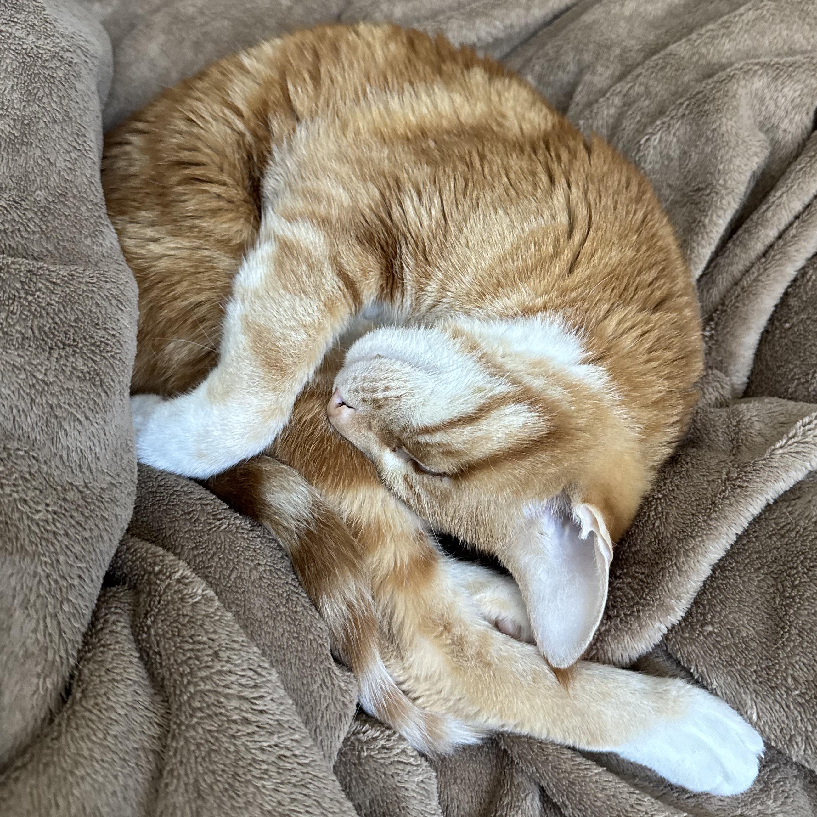 Orion, a Adoptable Domestic Short Hair in San Diego, CA image 2/5