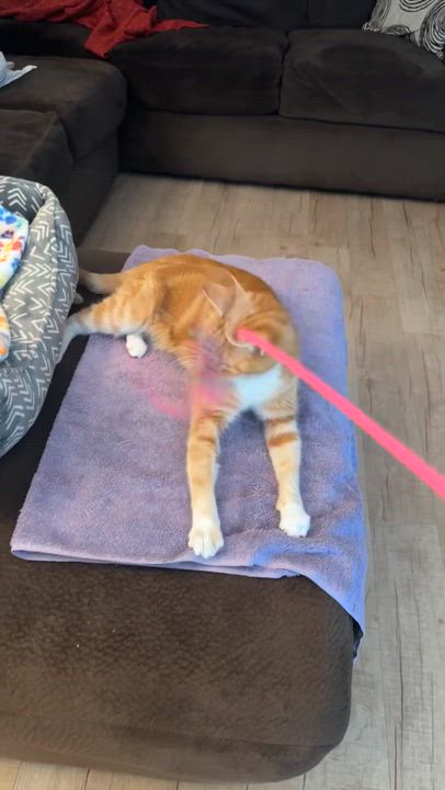 Enlarge Orion, a Adoptable Domestic Short Hair in San Diego, CA video 5/5