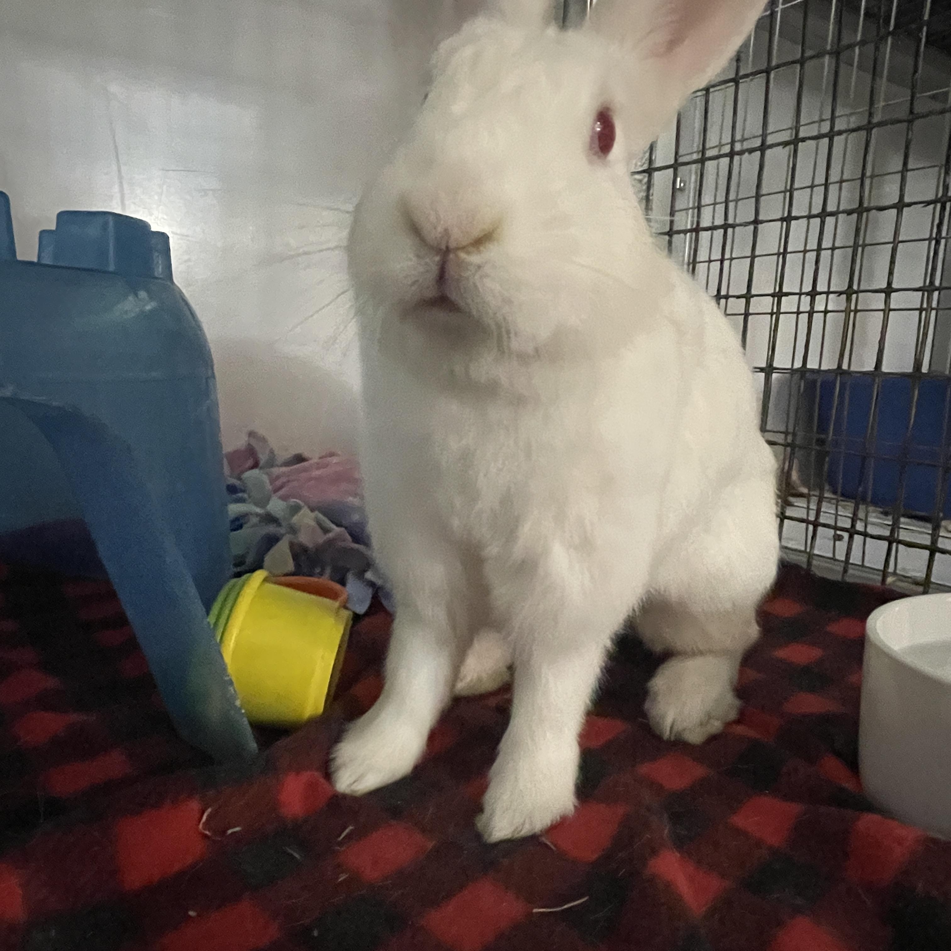 Vail, ADOPTABLE, Adult Female Florida White.