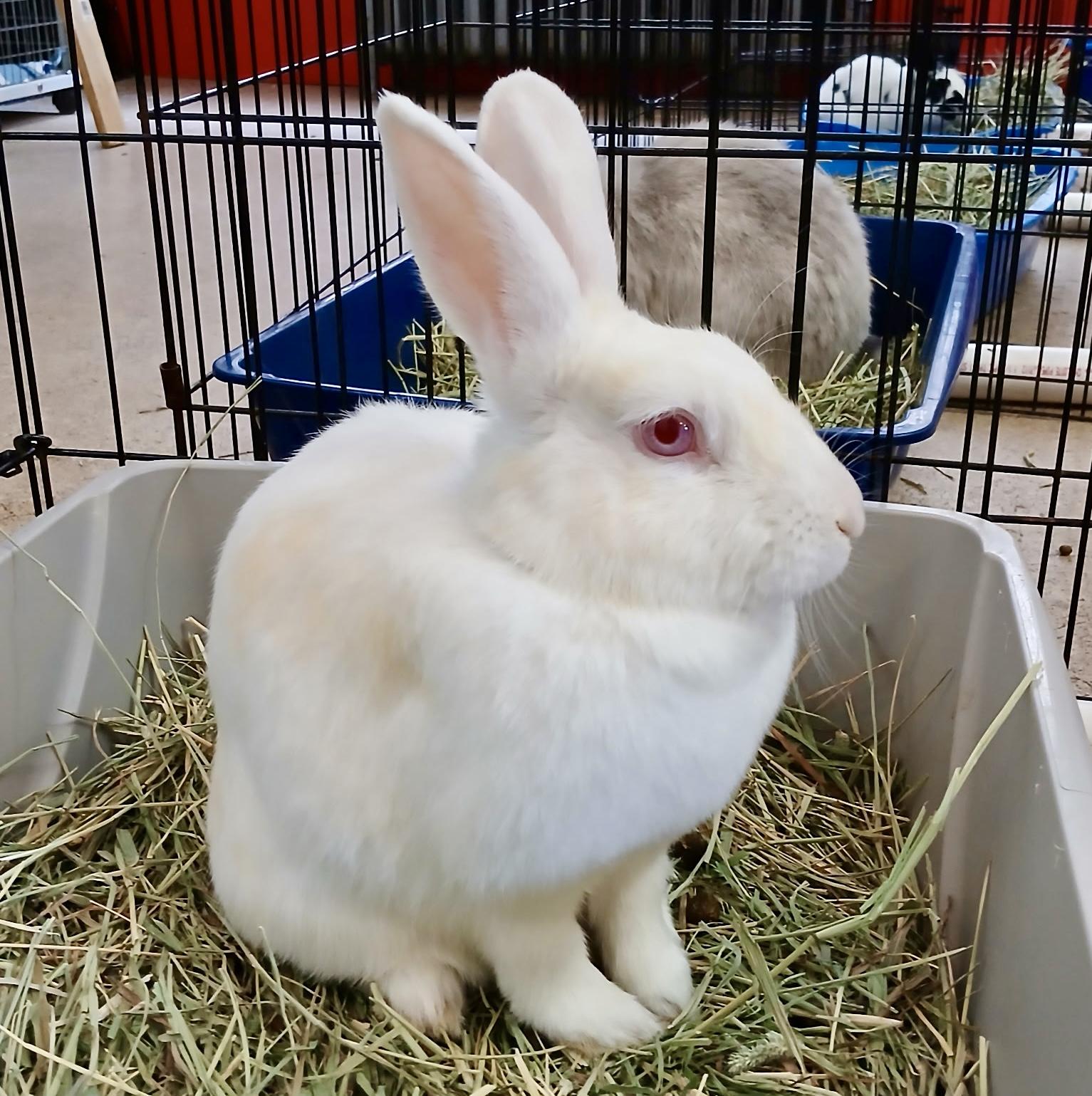 Enlarge Vail, a ADOPTABLE Florida White in Chicago, IL image 3/4