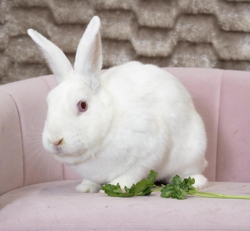 Enlarge Vail, a ADOPTABLE Florida White in Chicago, IL image 1/4