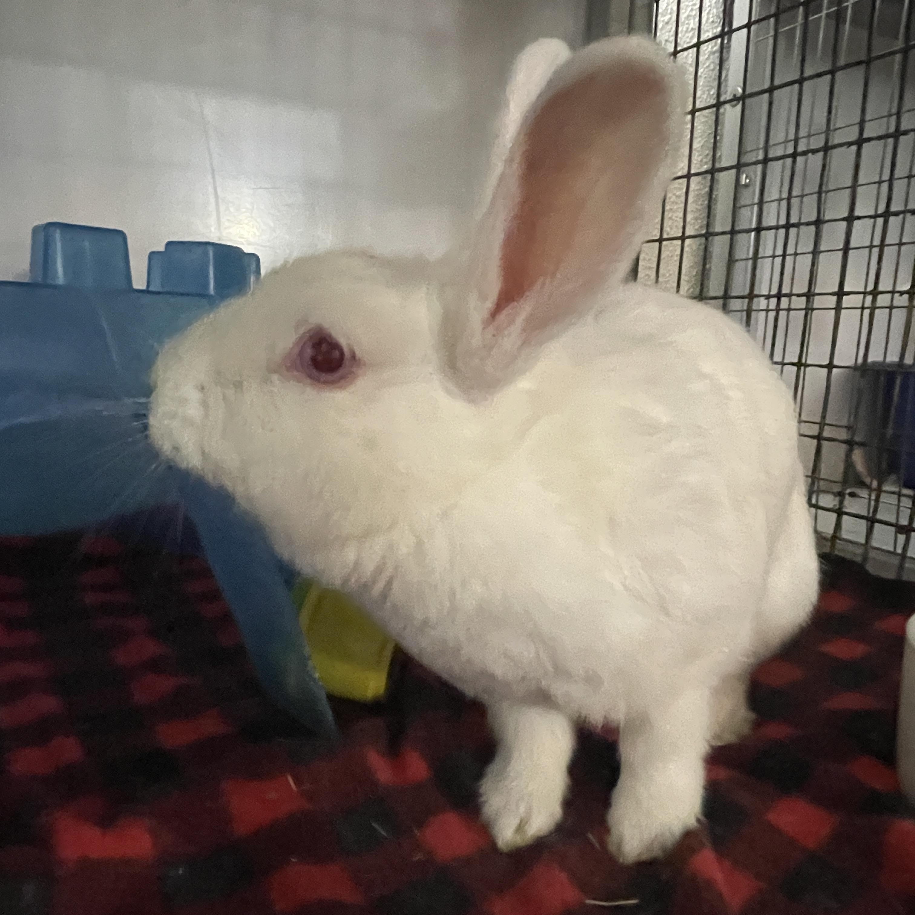 Enlarge Vail, a ADOPTABLE Florida White in Chicago, IL image 4/4